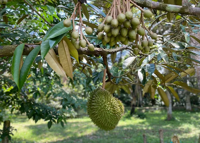 Kebun Puisi