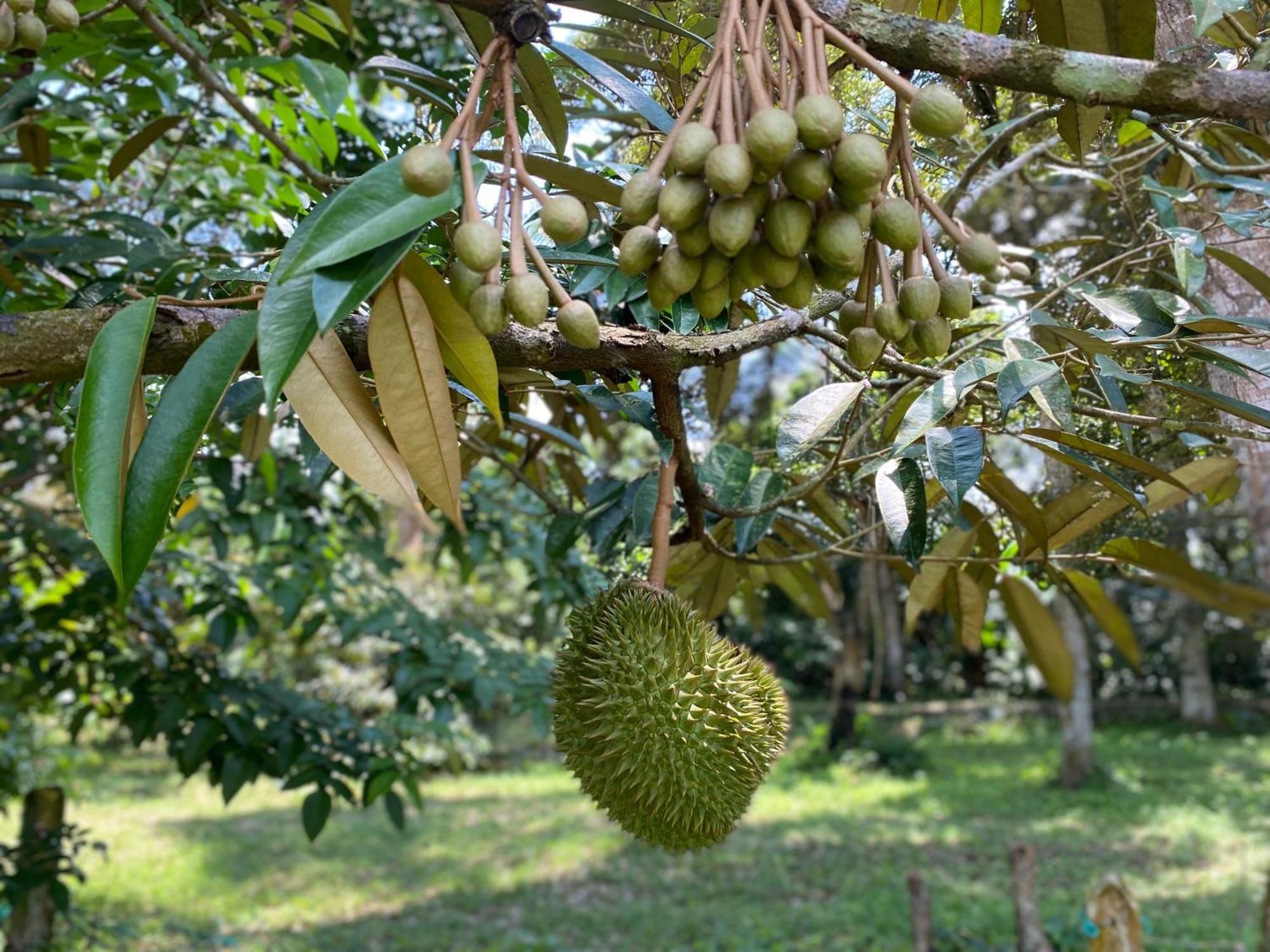 Kebun Puisi Holiday home *
